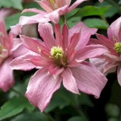 Bjerg-Skovranke 'Broughton Star' Clematis Montana 'Broughton Star' Potte 2,0 Liter,- Opbundet 60-100 Cm