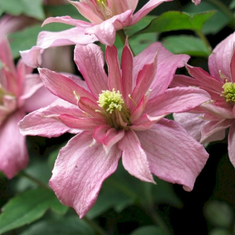 Bjerg-Skovranke 'Broughton Star' Clematis Montana 'Broughton Star' Potte 2,0 Liter,- Opbundet 60-100 Cm