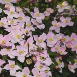 Bjerg-Skovranke 'Elizabeth' Clematis Montana 'Elizabeth' Potte 2,0 Liter,- Opbundet 60-100 Cm