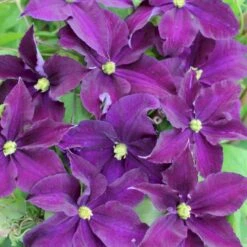 Italiensk Skovranke 'Viola' Clematis Viticella 'Viola' Potte 2,0 Liter,- Opbundet
