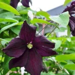 Italiensk Skovranke 'Romantica' Clematis Viticella 'Romantica' Potte 2,0 Liter,- Opbundet
