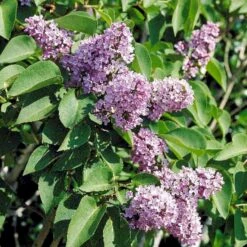 Almindelig Syren Syringa Vulgaris Barrods,- 4 års (2/2) 50-80 Cm.