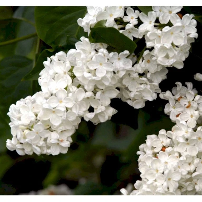 Almindelig Syren Hvid Syringa Vulgaris Alba 5 Liter Potte - Billede 5