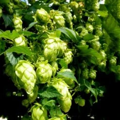 Humle 'Nordbrau' Humulus Lupulus 'Nordbrau' Potte 2,0 Liter,- Opbundet