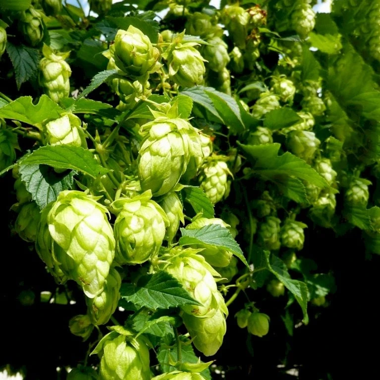 Humle 'Nordbrau' Humulus Lupulus 'Nordbrau' Potte 2,0 Liter,- Opbundet
