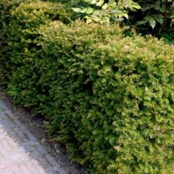Almindelig Takshæk Taxus Baccata Barrods,- 4 års (2/2) 20-40 Cm.