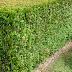 Almindelig Thujahæk Thuja Occidentalis Barrods,- 4 års (2/2) 20-40 Cm.