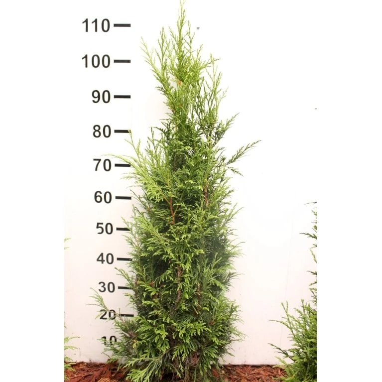 Kæmpethuja Thuja Plicata 'Martin' Med Klump,- 80-100 Cm. - Billede 3
