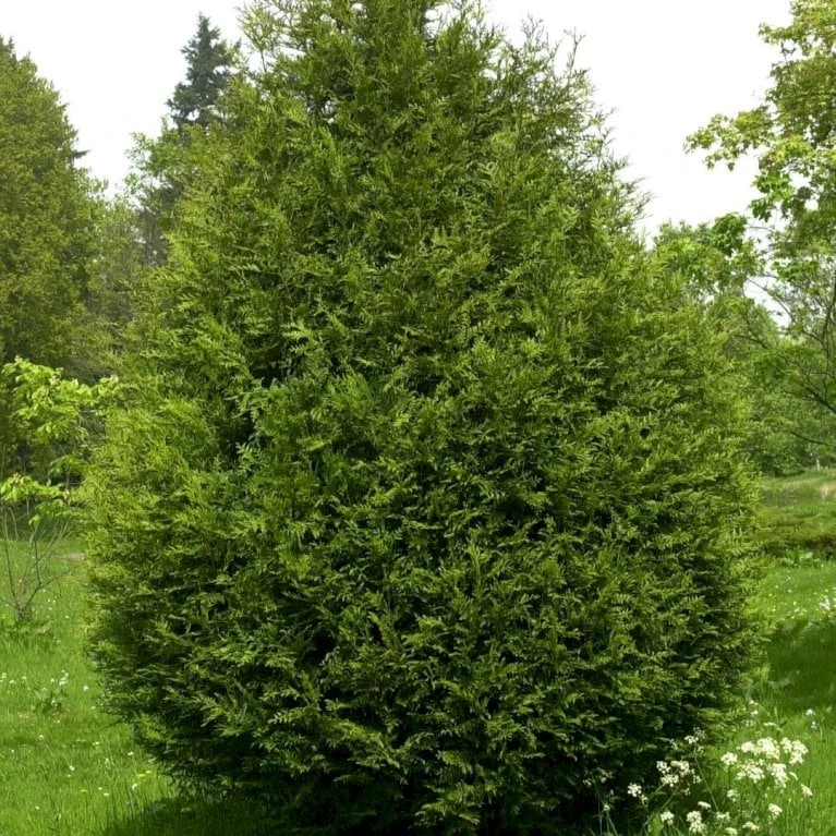 Kæmpethuja Thuja Plicata 'Martin' Med Klump,- 80-100 Cm. - Billede 4