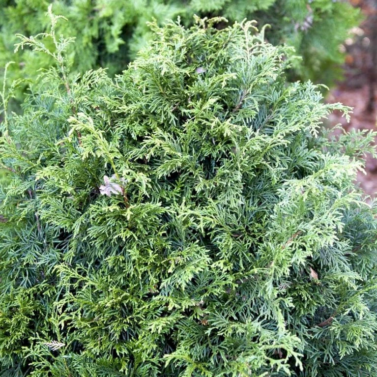 Kæmpethuja Thuja Plicata 'Martin' Med Klump,- 80-100 Cm. - Billede 5