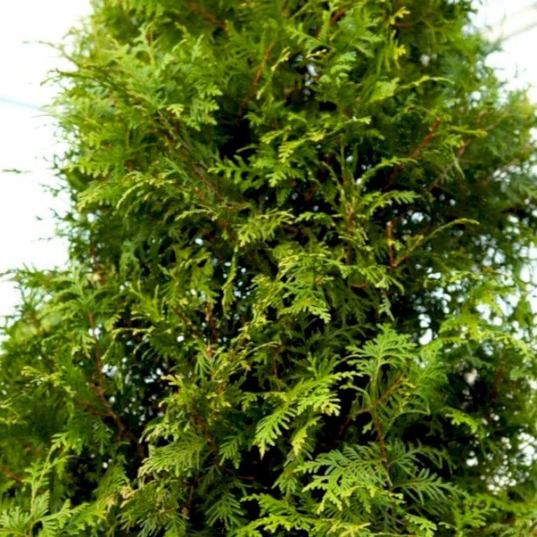 Kæmpethuja Thuja Plicata 'Martin' Med Klump,- 80-100 Cm. - Billede 6