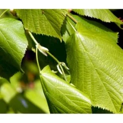Storbladet Lind Tilia Platyphyllos Stammehøjde Ca. 220-240cm. + Krone,- Omkreds 20-25 Cm. Med Klump.