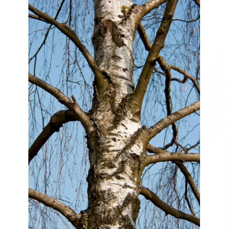Vortebirk Betula Pendula Heister 175-200 Cm. Med Potte
