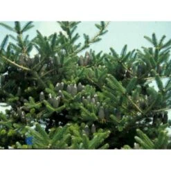 Korea-gran Abies Koreana Barrods,- 3 års (2/1) 12-25 Cm.