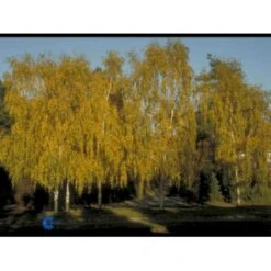 Vortebirk Betula Pendula Barrods,- 2 års (1/1) 80-100 Cm.