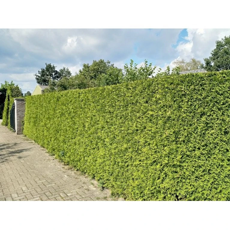 Hækthuja 'Brabant' Thuja Occidentalis 'Brabant' Med Klump,- 200-225 Cm. - Billede 3