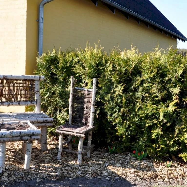 Hækthuja 'Brabant' Thuja Occidentalis 'Brabant' Med Klump,- 150-175 Cm. - Billede 4