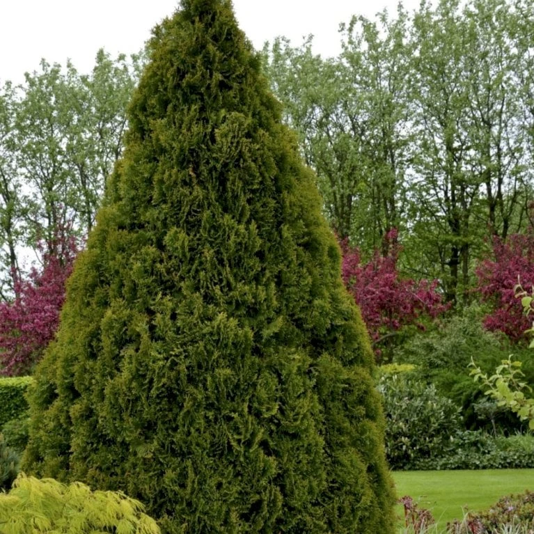 Hækthuja 'Holmstrup' Thuja Occidentalis 'Holmstrup' Med Klump,- 60-80 Cm. - Billede 3