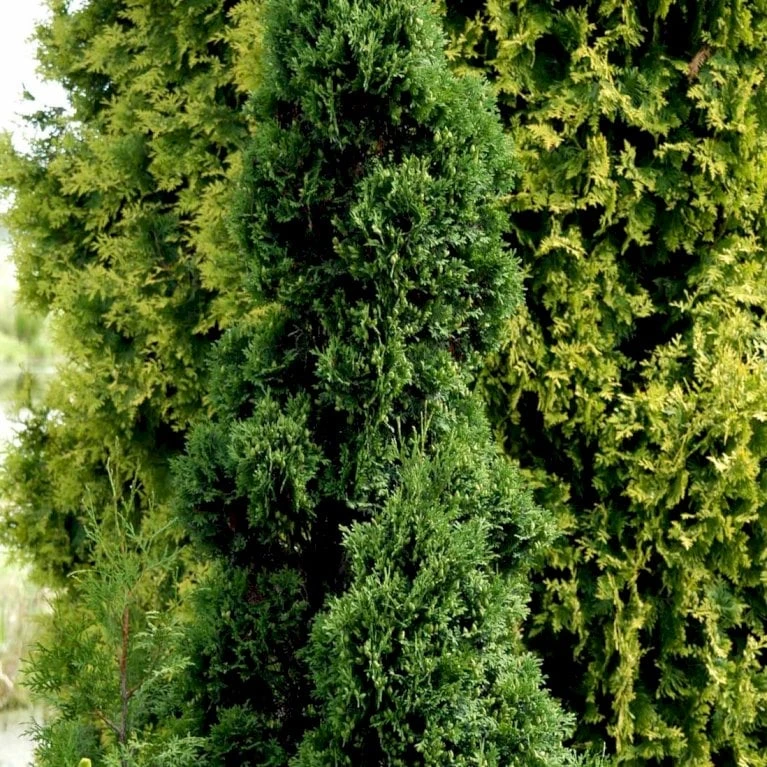 Hækthuja 'Holmstrup' Thuja Occidentalis 'Holmstrup' Med Klump,- 60-80 Cm. - Billede 4