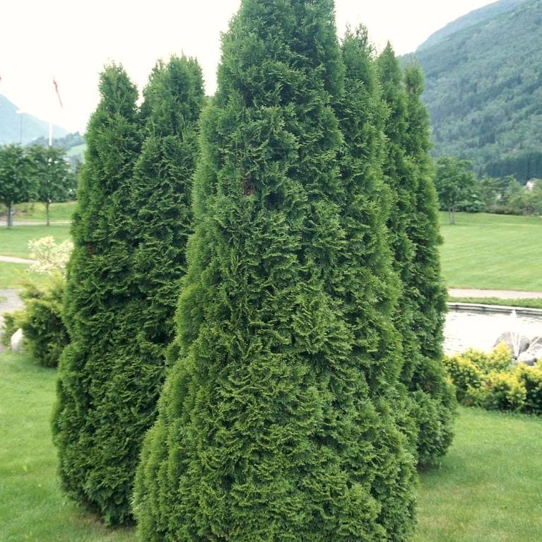 Hækthuja 'Holmstrup' Thuja Occidentalis 'Holmstrup' Med Klump,- 60-80 Cm. - Billede 5