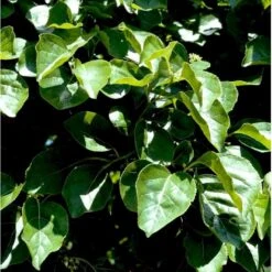Træmorder 'Hercules' Celastrus Orbiculatus 'Hercules' (Hanplante) Potte 2,0 Liter,- Opbundet