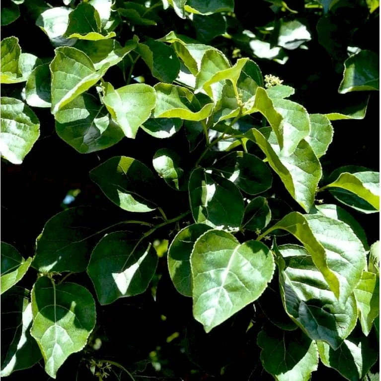 Træmorder 'Hercules' Celastrus Orbiculatus 'Hercules' (Hanplante) Potte 2,0 Liter,- Opbundet