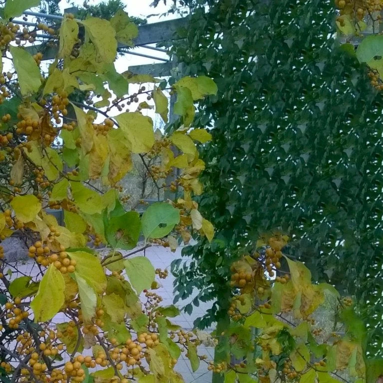 Træmorder 'Hercules' Celastrus Orbiculatus 'Hercules' (Hanplante) Potte 2,0 Liter,- Opbundet - Billede 2