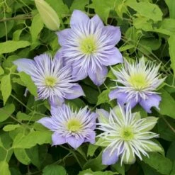 Evison Klematis 'Crystal Fountain'® Clematis Evison 'Crystal Fountain'® Potte 2,0 Liter,- Opbundet 60-100 Cm