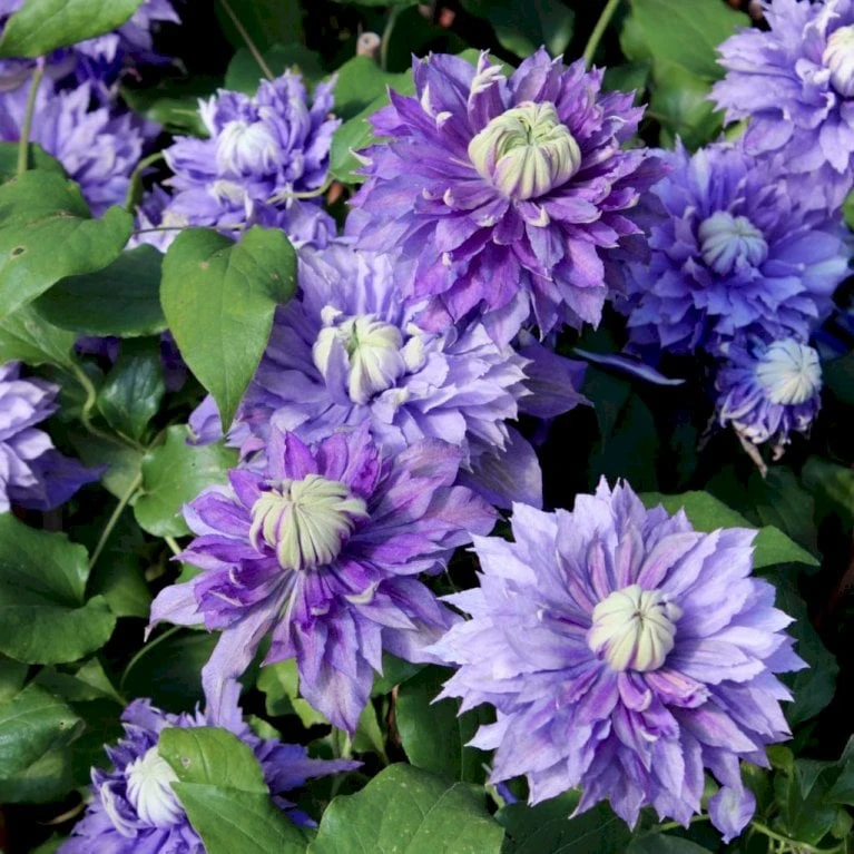 Evison Klematis 'Diamantina'® Clematis Evison 'Diamantina'® Potte 2,0 Liter,- Opbundet 60-100 Cm