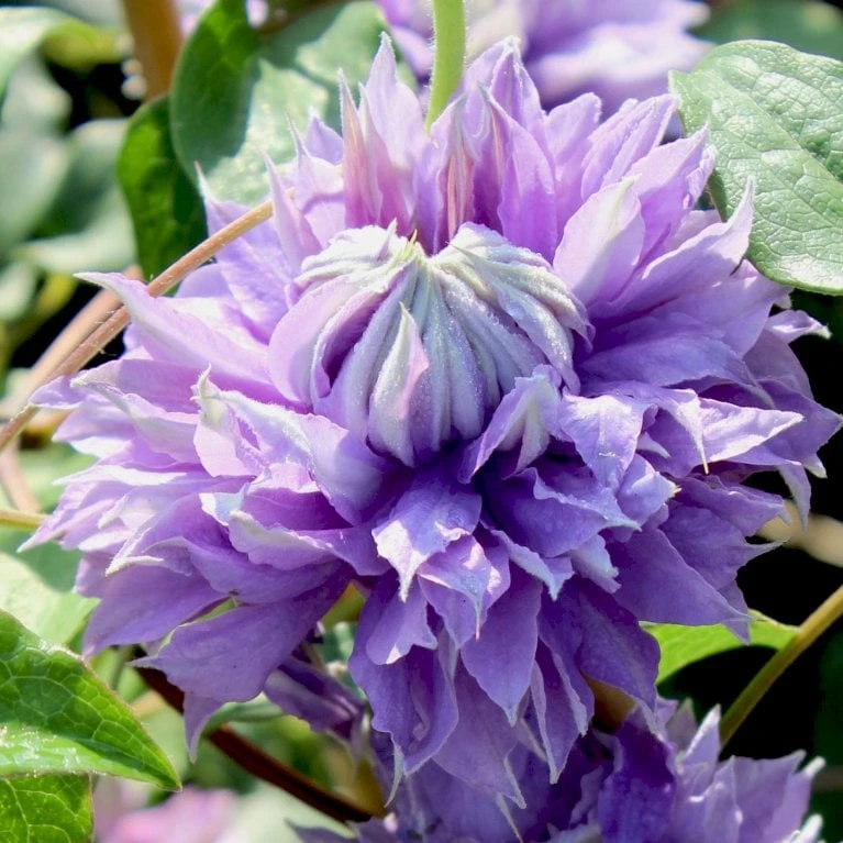 Evison Klematis 'Diamantina'® Clematis Evison 'Diamantina'® Potte 2,0 Liter,- Opbundet 60-100 Cm - Billede 2