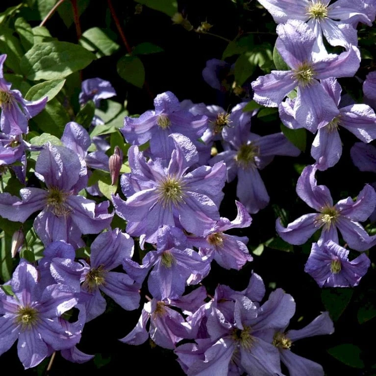 Italiensk Skovranke 'Prince Charles' Clematis Viticella 'Prince Charles' Potte 2,0 Liter,- Opbundet 60-100 Cm - Billede 2