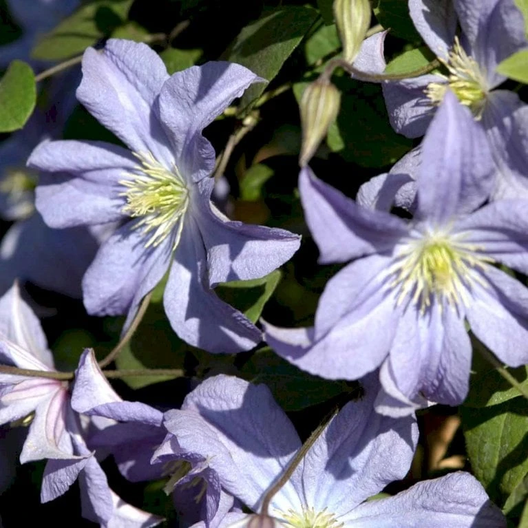 Italiensk Skovranke 'Prince Charles' Clematis Viticella 'Prince Charles' Potte 2,0 Liter,- Opbundet 60-100 Cm - Billede 3