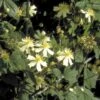 Klematis 'Summer Snow' Clematis X Fargesioides 'Summer Snow' Potte 2,0 Liter,- Opbundet