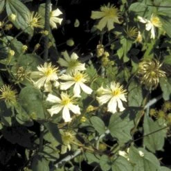 Klematis 'Summer Snow' Clematis X Fargesioides 'Summer Snow' Potte 2,0 Liter,- Opbundet