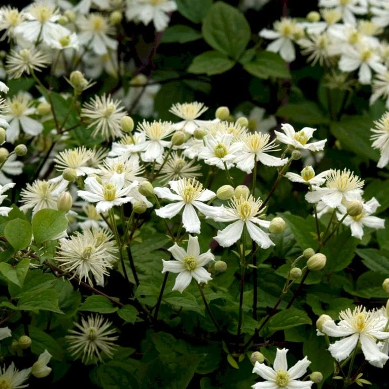 Klematis 'Summer Snow' Clematis X Fargesioides 'Summer Snow' Potte 2,0 Liter,- Opbundet - Billede 2