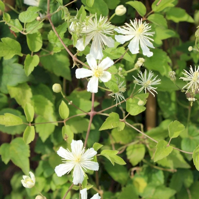Klematis 'Summer Snow' Clematis X Fargesioides 'Summer Snow' Potte 2,0 Liter,- Opbundet - Billede 3