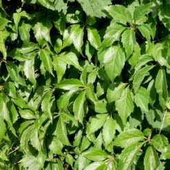 Almindelig Vildvin Parthenocissus Inserta Potte 2,0 Liter,- Opbundet