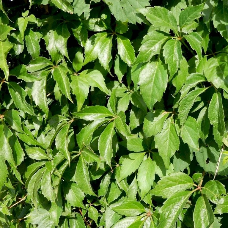 Almindelig Vildvin Parthenocissus Inserta Potte 2,0 Liter,- Opbundet