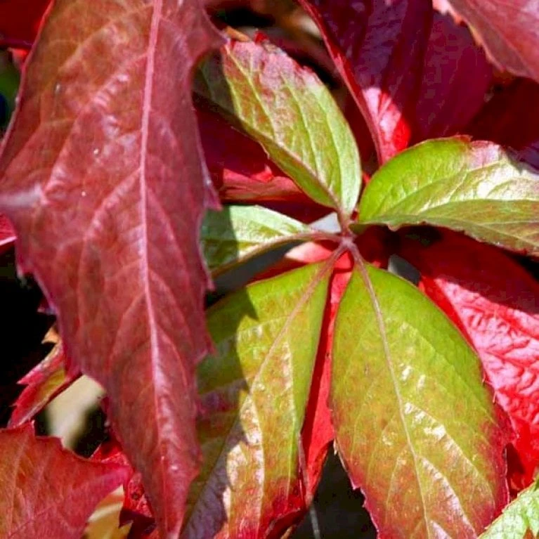 Almindelig Vildvin Parthenocissus Inserta Potte 2,0 Liter,- Opbundet - Billede 2