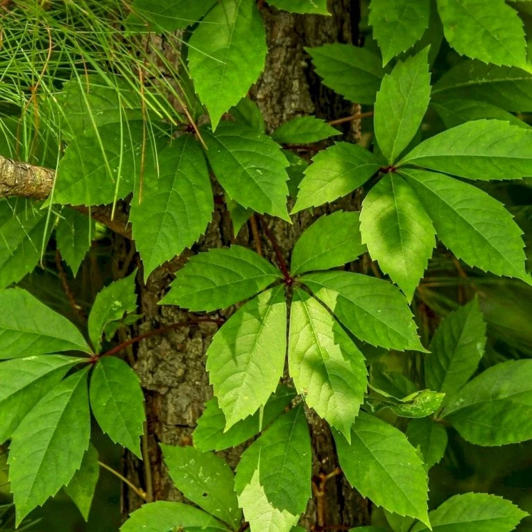 Almindelig Vildvin Parthenocissus Inserta Potte 2,0 Liter,- Opbundet - Billede 3