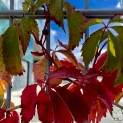 Klatrevildvin Parthenocissus Quinquefolia Potte 7,5 Liter,- Opbundet 150-200 Cm.