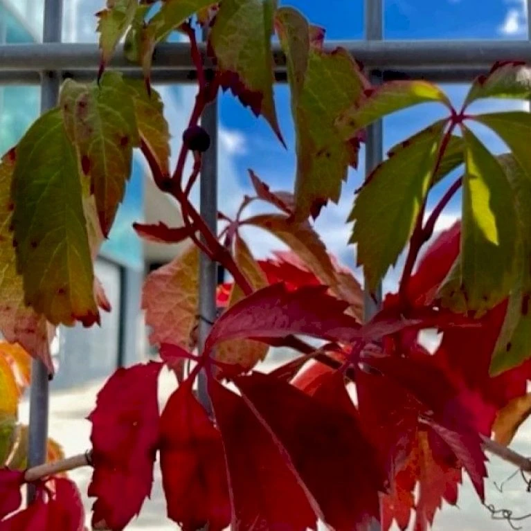 Klatrevildvin Parthenocissus Quinquefolia Potte 7,5 Liter,- Opbundet 150-200 Cm.