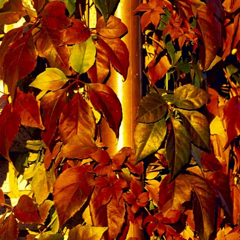 Klatrevildvin Parthenocissus Quinquefolia Potte 7,5 Liter,- Opbundet 150-200 Cm. - Billede 3