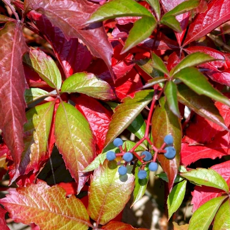 Klatrevildvin Parthenocissus Quinquefolia Potte 7,5 Liter,- Opbundet 150-200 Cm. - Billede 4