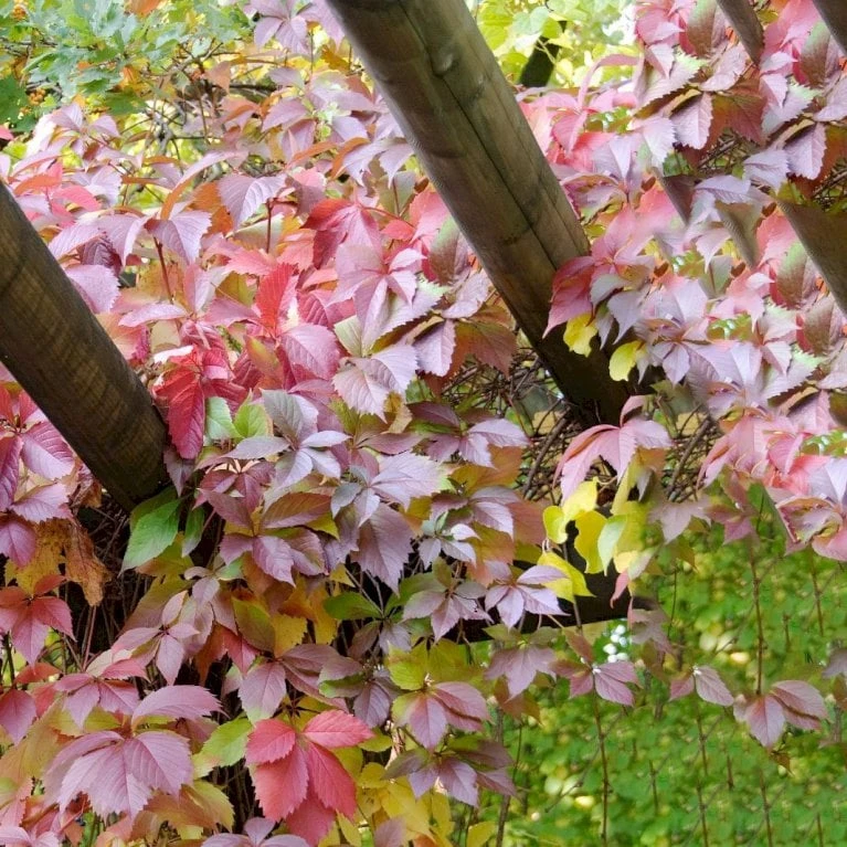Klatrevildvin Parthenocissus Quinquefolia Potte 7,5 Liter,- Opbundet 150-200 Cm. - Billede 5