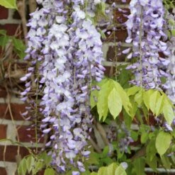 Japansk Blåregn 'Domino' Wisteria Floribunda 'Domino' (syn. Issai) Potte 2,0 Liter,- Opbundet