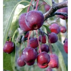 Paradisæble 'Braendkjær' Malus Hybrid 'Braendkjær' Heister 175-200 Cm. Med Potte