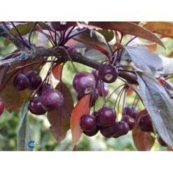 Paradisæble 'Scarlet Malus Hybrid 'Scarlet' Heister 175-200 Cm. Med Potte