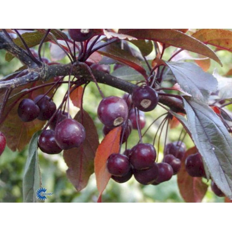 Paradisæble 'Scarlet Malus Hybrid 'Scarlet' Heister 175-200 Cm. Med Potte