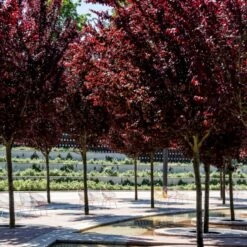 Blodblomme Prunus Cerasifera 'Nigra' Opstammet 160 Cm.- 15 Liter Potte